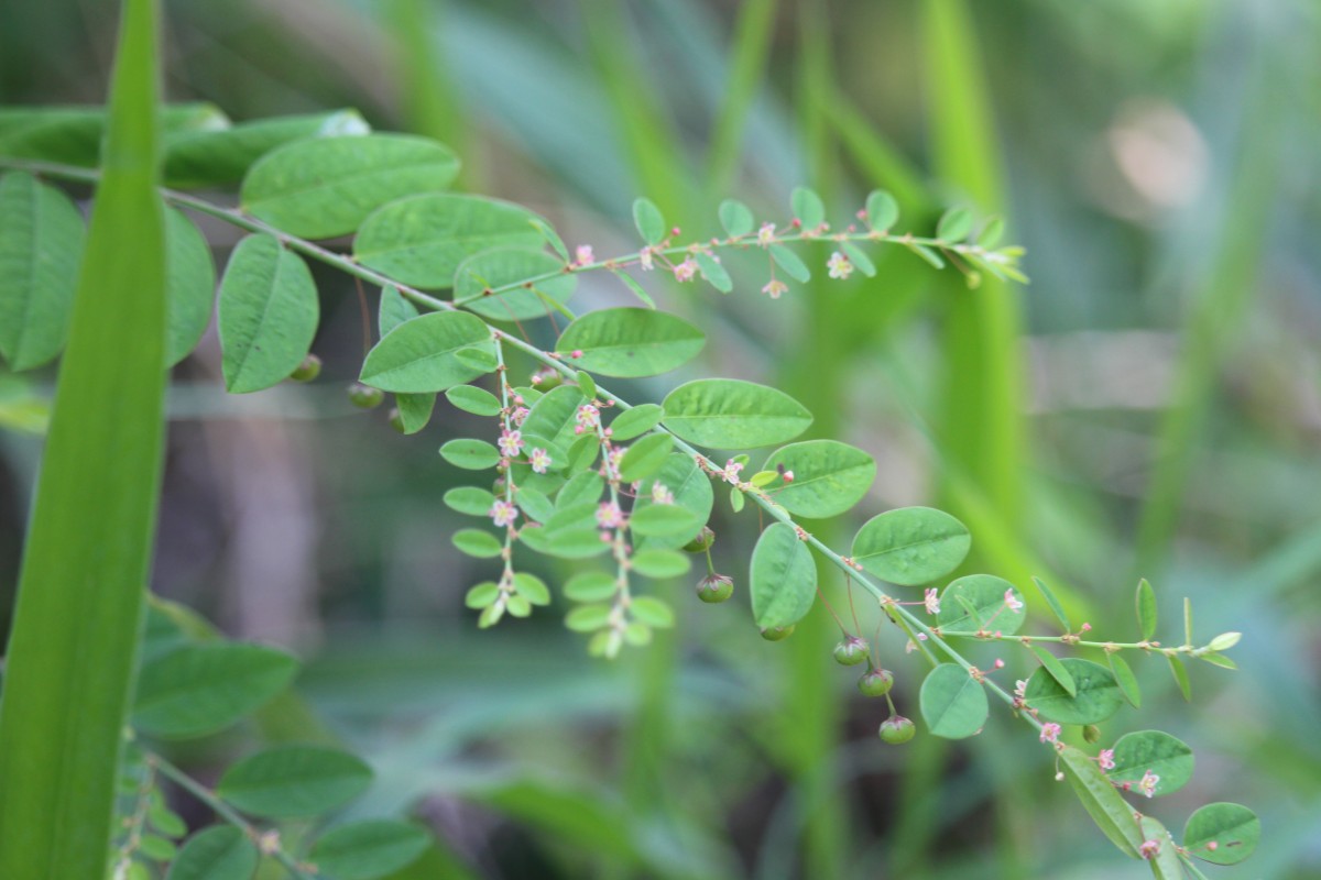 Phyllanthus gardnerianus (Wight) Baill.